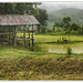 Rice paddy in Thailand