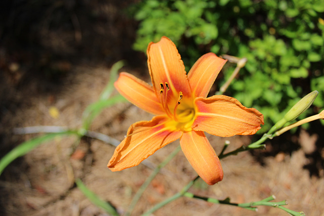 a Day Lily.... usually pretty for one day!  thus the name!