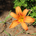 a Day Lily.... usually pretty for one day!  thus the name!