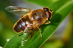 Hover Fly (Eristalis)