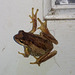 frog on our front door