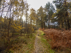 Autumn Rafford Woods