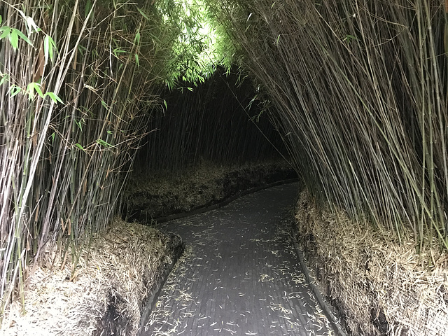 The Bamboo Maze