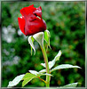 Weekend rose... ©UdoSm