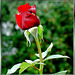 Weekend rose... ©UdoSm
