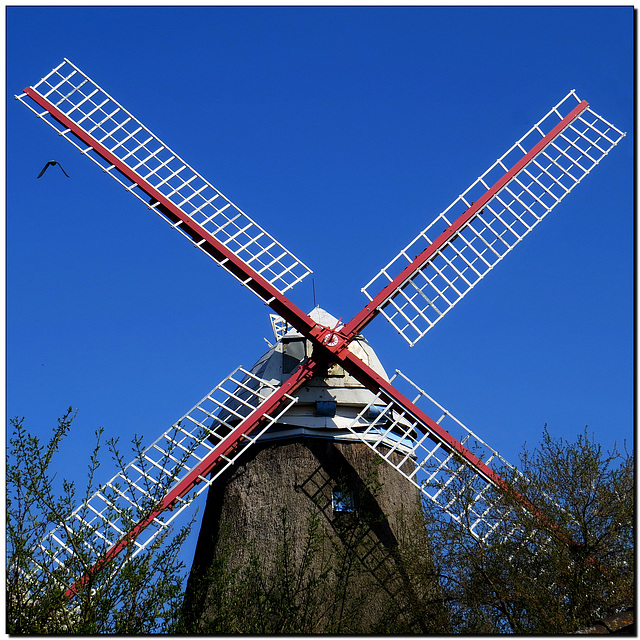 Windmühle auf Vogelfang {;o)