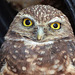 Who can resist a Burrowing Owl?