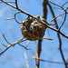 Day 2, Blue-Gray Gnatcatcher on nest, Rondeau PP
