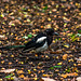 This magpie was wandering around me as I stood in the woods