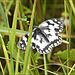 Marbled White..........Seen at St Aidans Nature Reserve