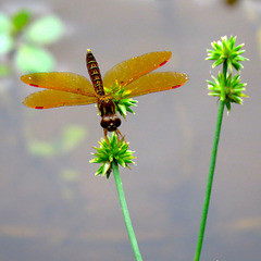Eastern amber-wing dragonfly