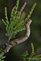 Geometrid Moth larva
