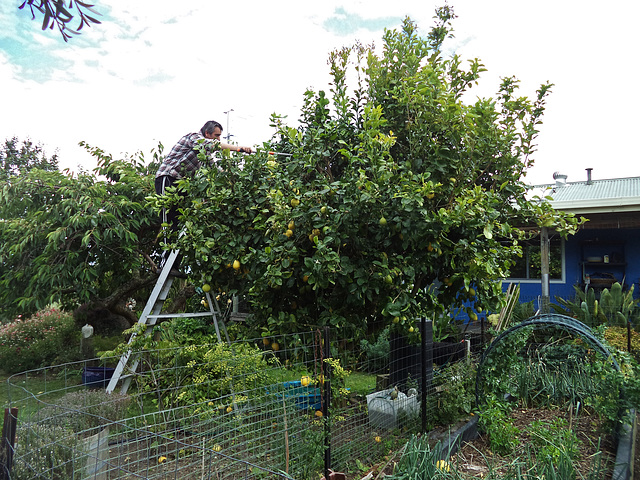 pruning the lemon tree