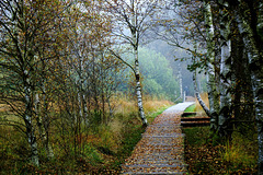Herbststimmung in einem Niedermoor - Autumn mood in a low moor