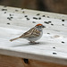 Day 9, Chipping Sparrow, Tadoussac