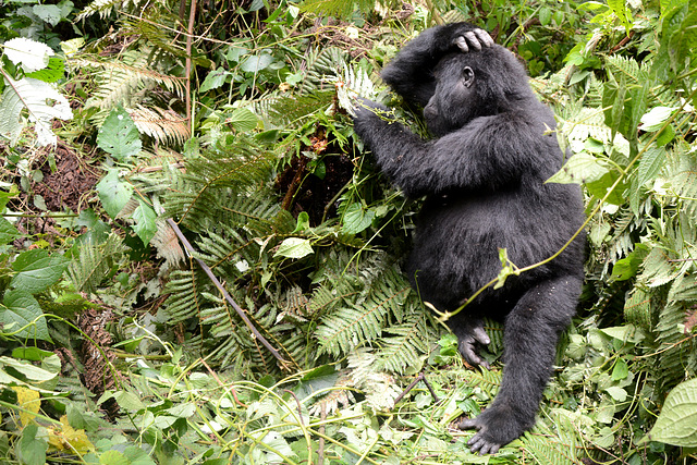 Uganda, Bwindi Forest, Gorilla reflects on something