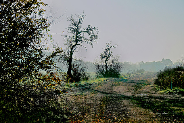 Ein nebliger Wintermorgen - A misty winter morning