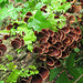 Fungi & ferns on a fallen pecan tree