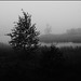 Hohlohmoor im Nebel