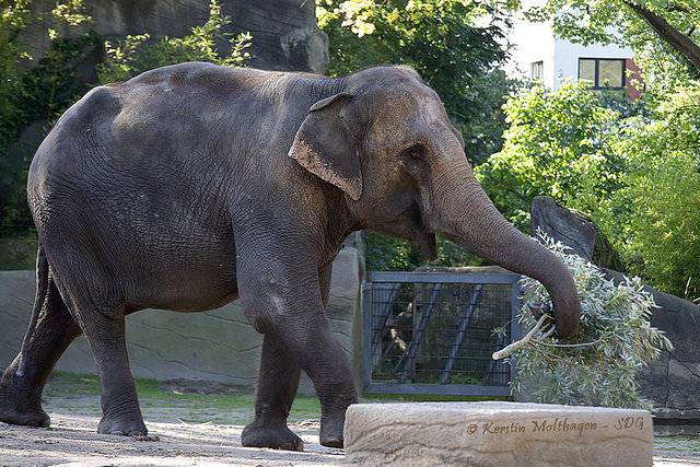 Elefantin Shandra (Hagenbeck)
