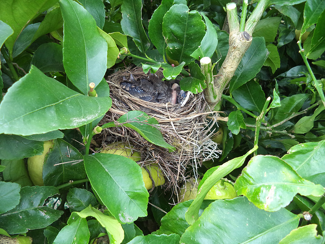 bird nest in the lemon tree