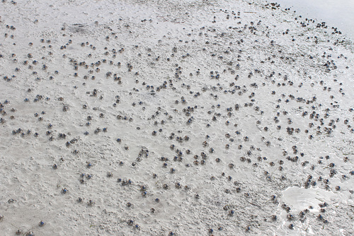 An Army of Blue Soldier Crabs