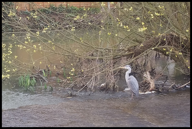 Rewley Weir heron