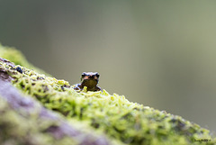 Blue Mountain Tree Frog