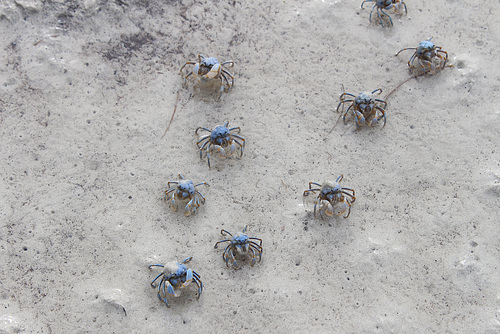 Crab Individuals - Blue Soldier Crabs