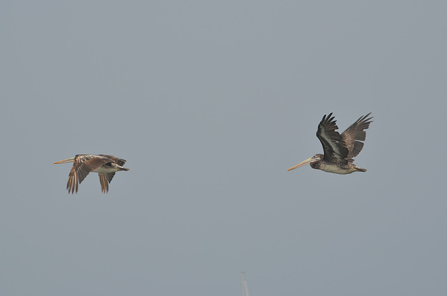 Lima, Playa Agua Dulce, A Couple of Pelicans in Flight