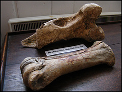 prehistoric animal bones