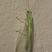 IMG 6234Lacewing