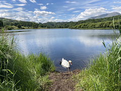 Elter Water Swan