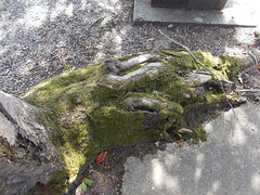 hin[22]ccc - tree trunk [2 of 2]