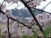 Cherry blossoms_3