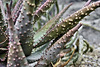 Spiny Aloe – Brooklyn Botanic Garden, New York, New York