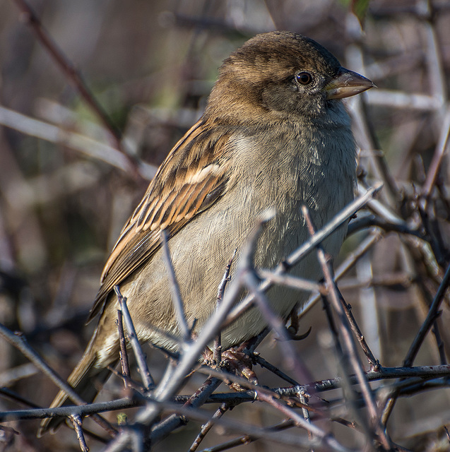 Sparrow5