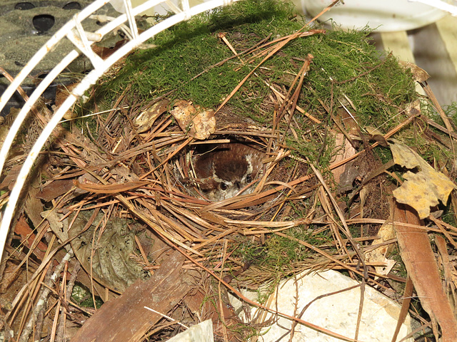 Carolina wren in nest