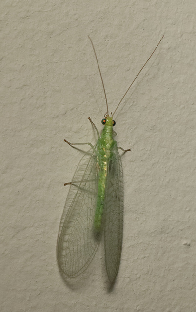 IMG 6241Lacewing