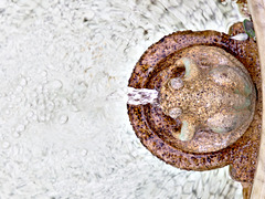 Détail de la fontaine à la serre de Westmount (détail)
