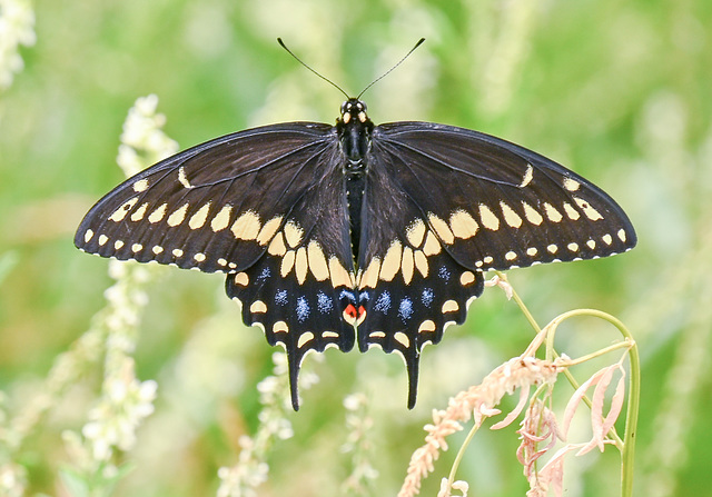black swallowtail DSC 4425 edited edited
