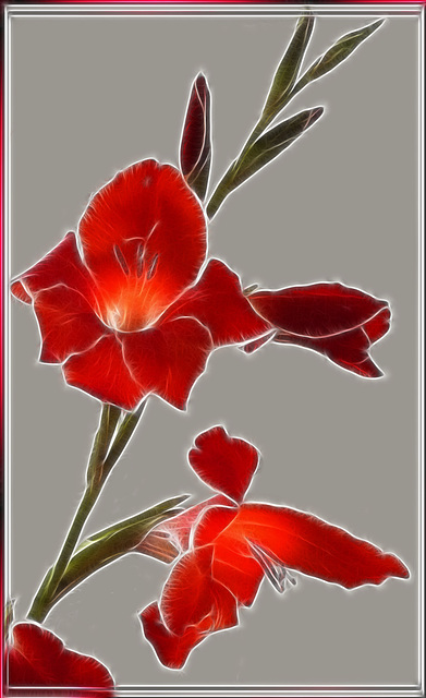 Gladiolus. ©UdoSm