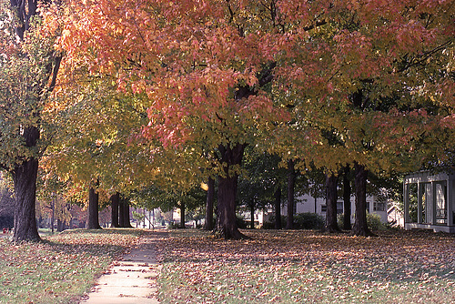 Fall Tree, 1979