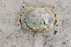A Spotted Moon Crab