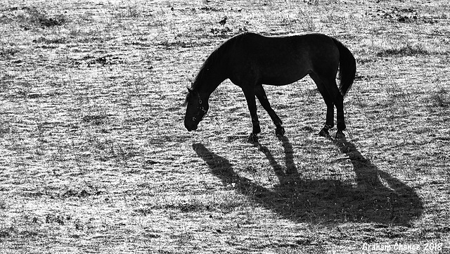 Horse and shadow