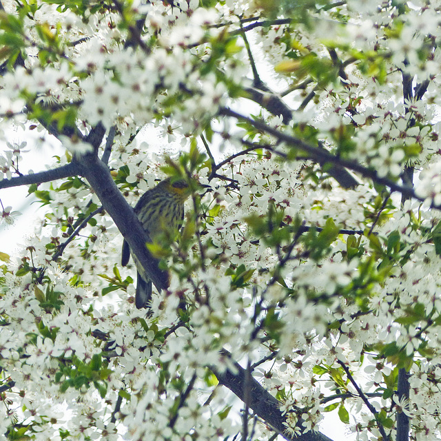 Day 3, Cape May Warbler, on way to Hillman Marsh, Ontario