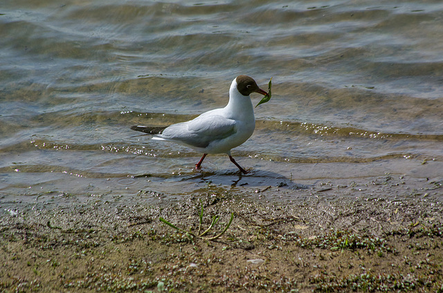 Black headed gull2, Burton wetlands