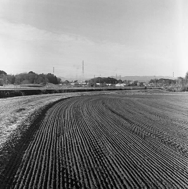Lines in the field