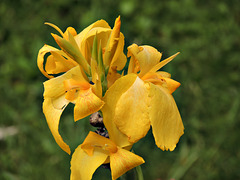 1 (105)...austria flower