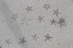 Various Sea Stars on the Sand